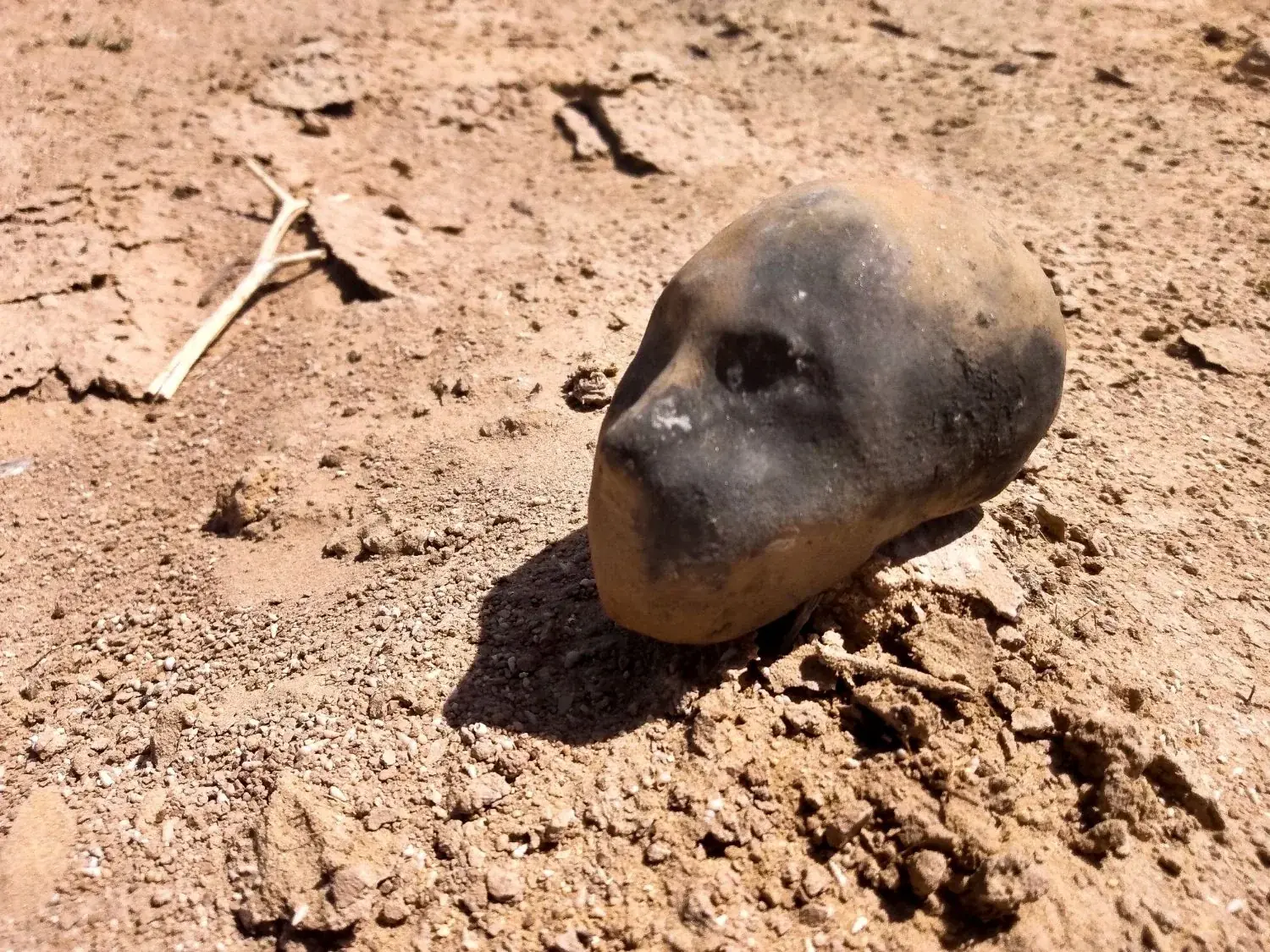 The first Little Martian: a ceramic head lying on cracked desert ground.