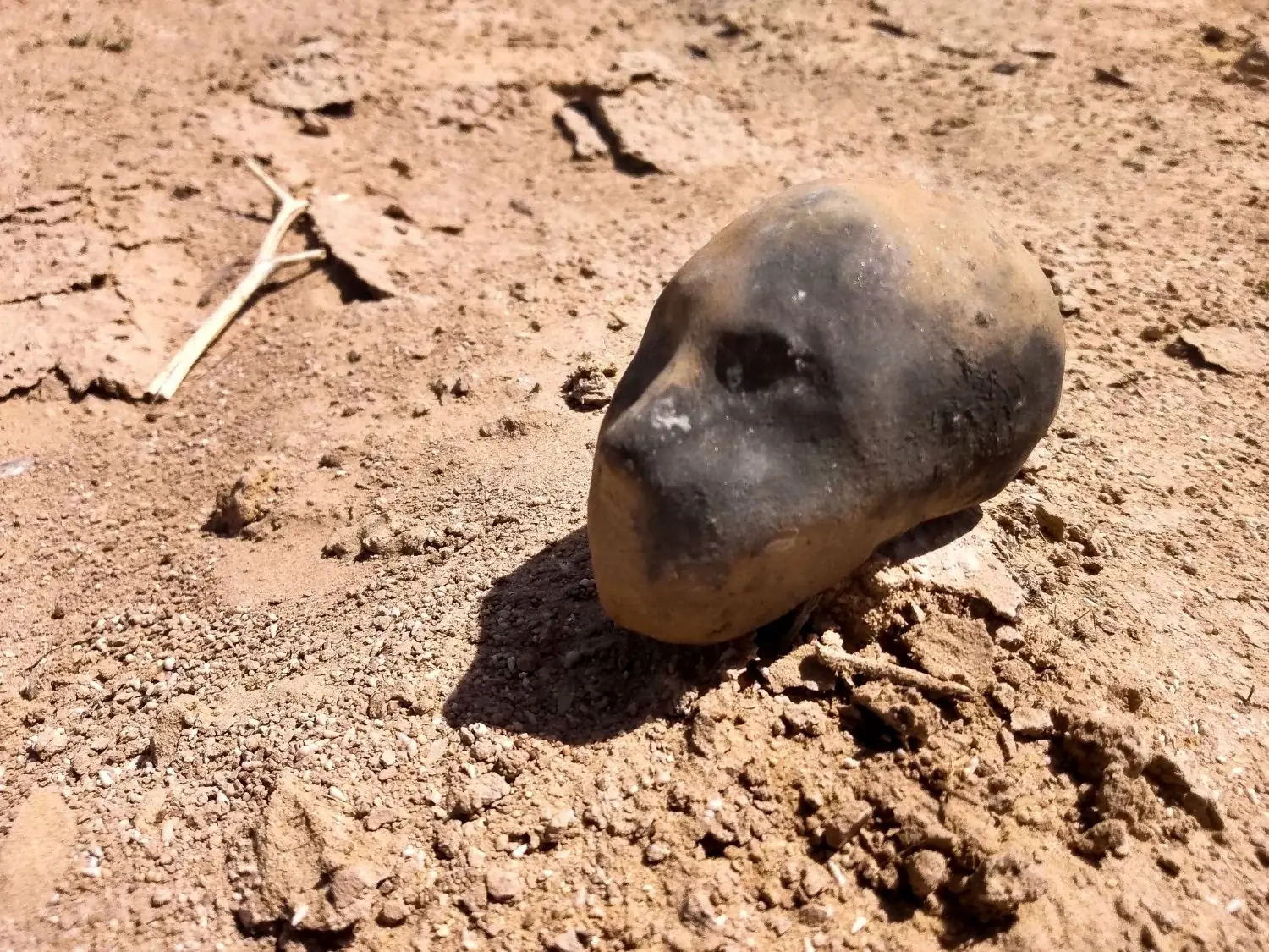 A ceramic Little Martian head lying on cracked desert ground.