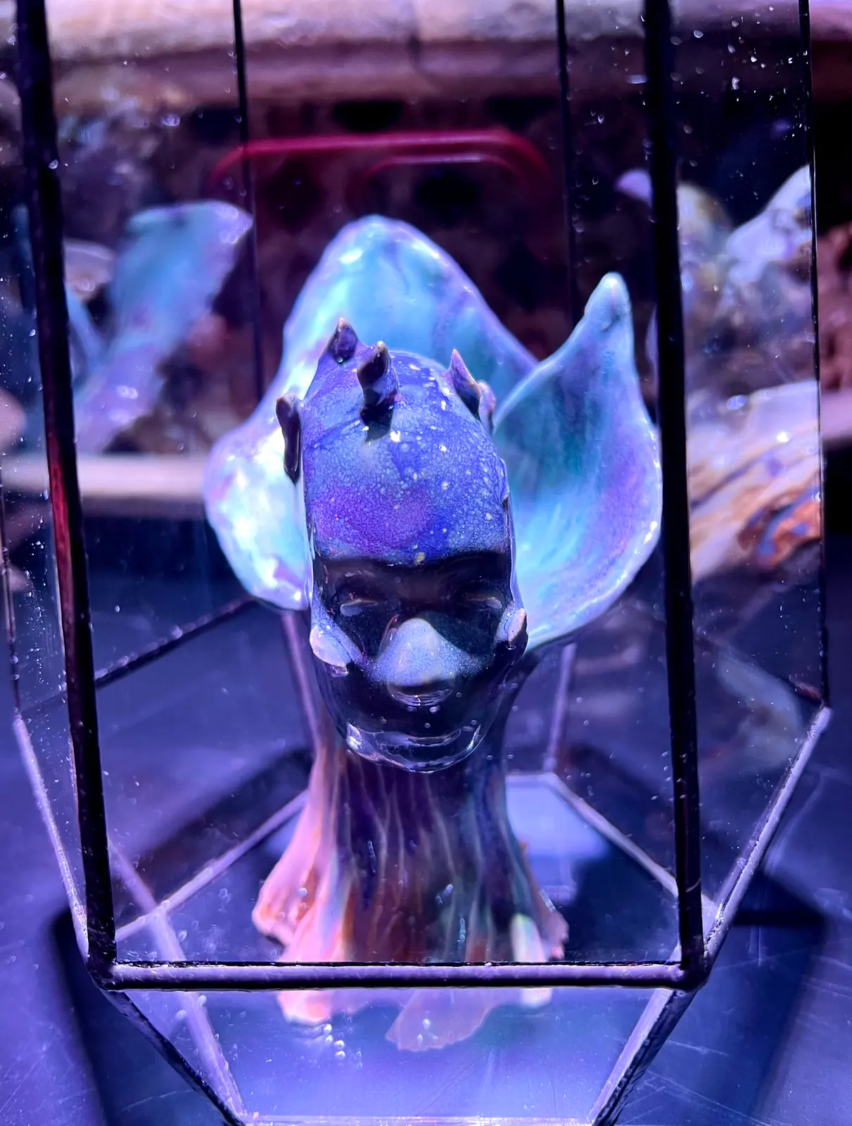 Blue ears, under glass